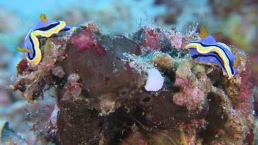 Pair of Anna's Chromodoris on a reef