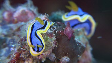 Close up of a pair of Anna's Chromodoris on a reef