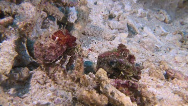 Pair of Dark Knee Hermit Crabs