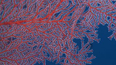 Close up of Gorgonian sea fan