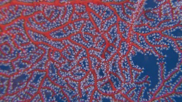 Close up of Gorgonian sea fan