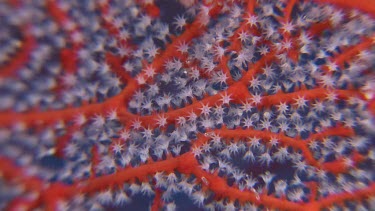 Close up of Gorgonian sea fan