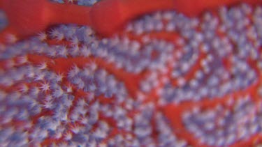 Close up of Gorgonian sea fan