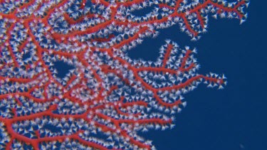 Close up of Gorgonian sea fan