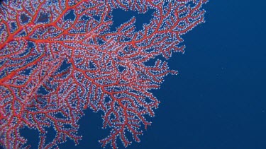 Close up of Gorgonian sea fan