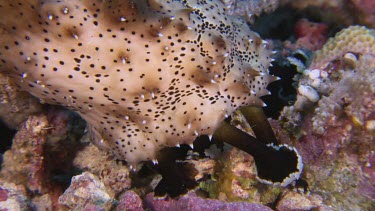 Close up of Black Spotted Sea cucumber on a reef