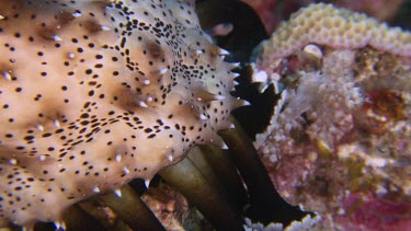 Black Spotted Sea cucumber on a reef