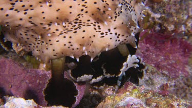 Close up of Black Spotted Sea cucumber on a reef