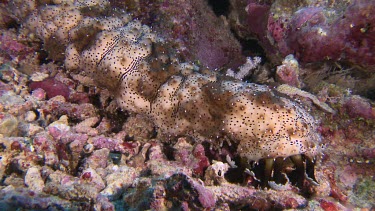 Black Spotted Sea cucumber on a reef