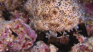 Black Spotted Sea cucumber on a reef