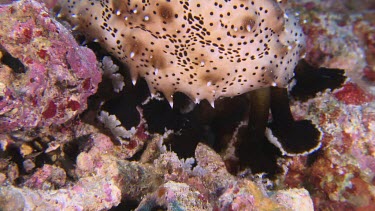 Close up of Black Spotted Sea cucumber on a reef