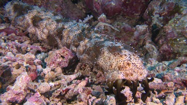 CM0001-CT-0009234 Black Spotted Sea cucumber on a reef