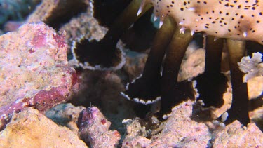 Close up of Black Spotted Sea cucumber on a reef