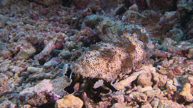 Black Spotted Sea cucumber on a reef