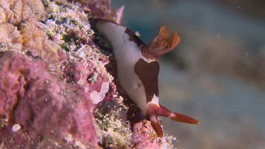 Chamberlain's Nembrotha on a reef