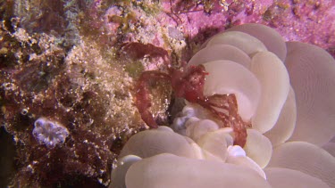 Orangutan Crab on a reef