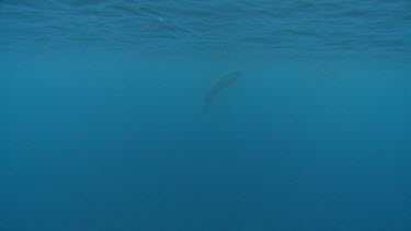 Underwater view of the ocean with Short Fin Pilot Whales far away