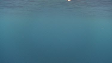 Underwater view of the ocean with Short Fin Pilot Whales far away