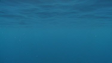 Underwater view of the empty ocean