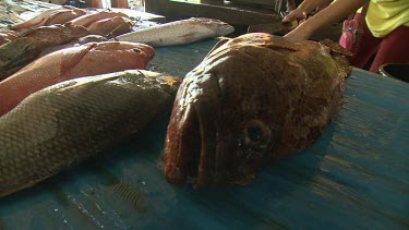 Fish displayed in a fish market