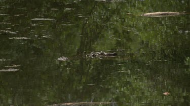 Crocodile hidden at water's surface