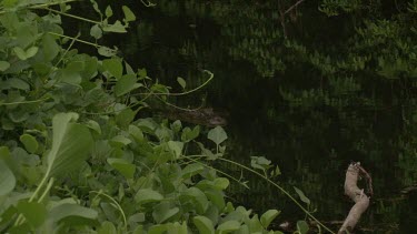 Crocodile hidden at water's surface