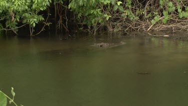 Submerged Saltwater Crocodile in the rain