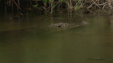 Submerged Saltwater Crocodile in the rain