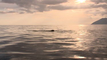 Whale blow and fluke at the water's surface