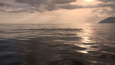 Whale blow and fluke at the water's surface