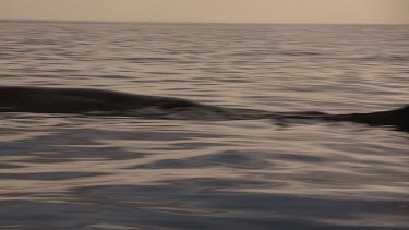 Whale blow and fluke at the water's surface