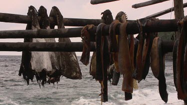 Dolphin meat hanging on shore