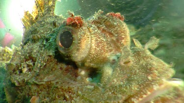 Close up of a Painted Scorpionfish