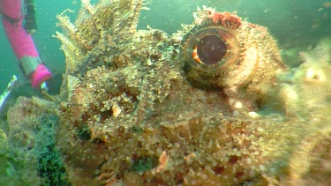 Close up of a Painted Scorpionfish