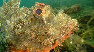 Close up of a Painted Scorpionfish