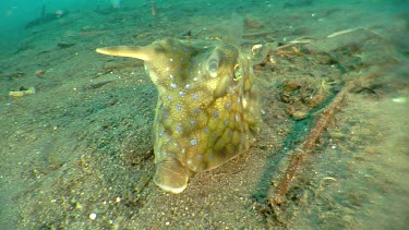 Close up of a Longhorn Cowfish