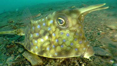 Close up of a Longhorn Cowfish