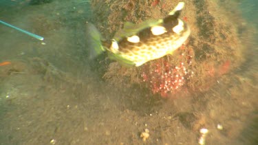 Juvenile Starry Triggerfish swimming