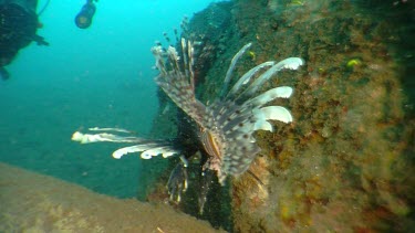 Lionfish swimming by a rock