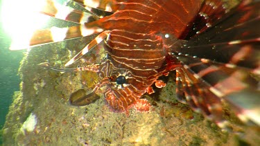Close up of a red Lionfish swimming by a rock