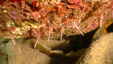 Group of Dancing Shrimp on a rock underwater