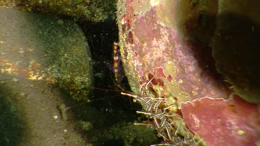 Banded Coral Shrimp and Dancing Shrimp on a rock