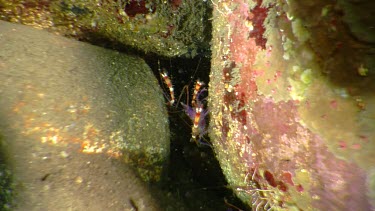 Banded Coral Shrimp and small Cleaner Shrimp on a rock