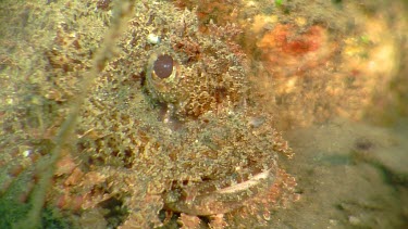 Close up of Poss's Scorpionfish camouflaged underwater