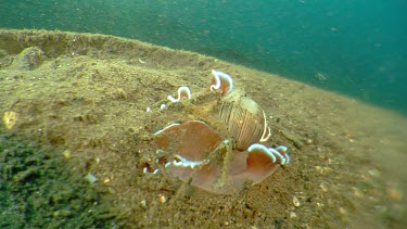 Bubble Shell on the ocean floor
