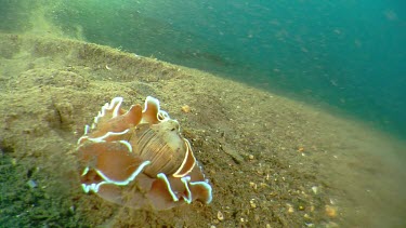 Bubble Shell on the ocean floor