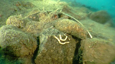 Close up of Coconut Octopus hiding under a spoon