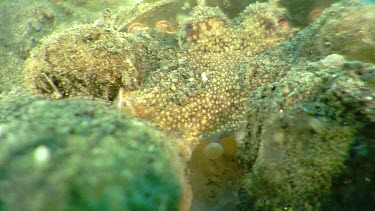 Close up of Coconut Octopus hiding under a spoon