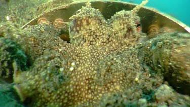 Close up of Coconut Octopus hiding under a spoon