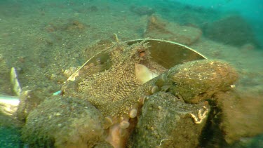 Coconut Octopus hiding under a spoon